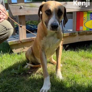 Labrador Retriever Dogs Available for Adoption in Little Rock, Arkansas - Kenji | PetCurious