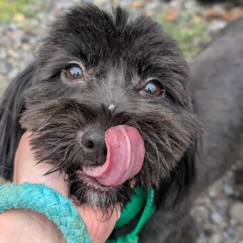 Allegra -  Mixed Breed Dog for Adoption in Wappingers Falls, New York - Allegra | PetCurious