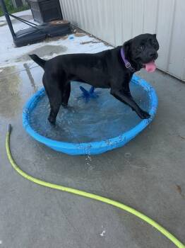 Rescue Rottweiler and Labrador Retriever Dogs for Adoption in Deerfield, Michigan - Lilith | PetCurious