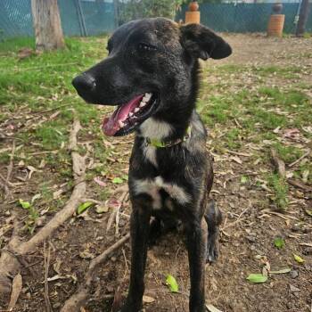 Terry -  Mixed Breed Dog for Adoption in Bend, Oregon - Terry | PetCurious