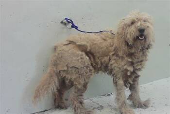 CHEWIE -  Poodle and Mixed Breed Dog for Adoption in Houston, Texas - CHEWIE | PetCurious