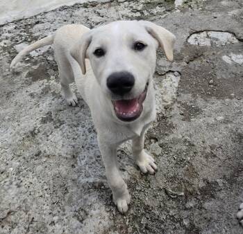 Ivory Island -  Yellow Labrador Retriever and Great Pyrenees Dog for Adoption in Andover, Massachusetts - Ivory Island | PetCurious