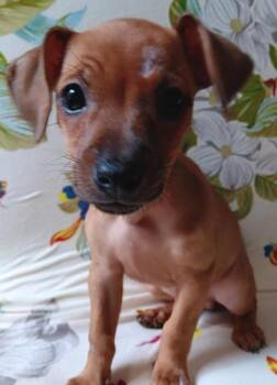 Rescue Chihuahua and Mixed Breed Dogs for Adoption in Heiskell, Tennessee - Nintendo | PetCurious