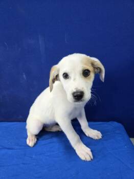 Rescue Great Pyrenees and Mixed Breed Dogs for Adoption in Ruston, Louisiana - Flour | PetCurious