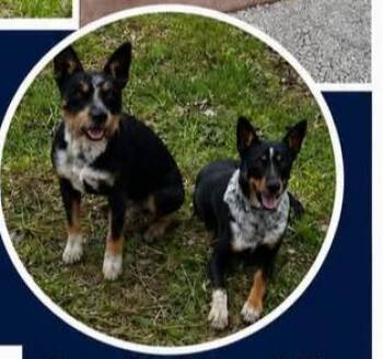 Australian Cattle Dog Blue Heeler and Rat Terrier Dogs Available for Adoption in Parrish, Florida - Tommy | PetCurious