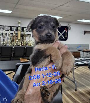 Perla -  German Shepherd Dog and Rottweiler Dog for Adoption in Nucla, Colorado - Perla | PetCurious