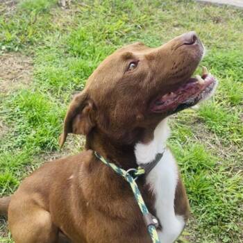 Rescue Mixed Breed Dogs for Adoption in Lake Jackson, Texas - Jimbo | PetCurious