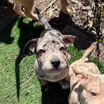 Pit Bull Terrier Dogs Available for Adoption in Avon, Ohio - Roman | PetCurious