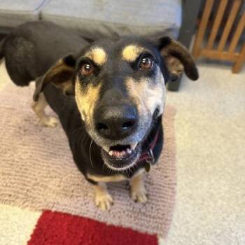 Rescue Mixed Breed Dogs for Adoption in Lansing, Michigan - Shirley | PetCurious