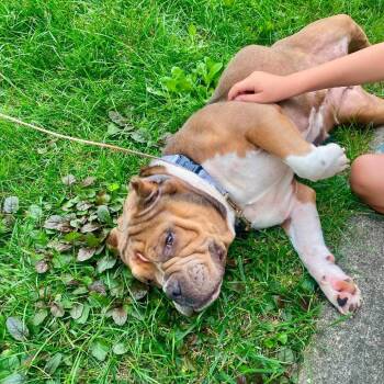 Bonnie -  American Bully Dog for Adoption in Huber Heights, Ohio - Bonnie | PetCurious