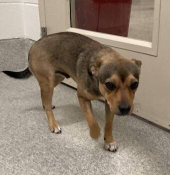 DEWY -  Parson Russell Terrier and Mixed Breed Dog for Adoption in Loveland, Colorado - DEWY | PetCurious