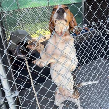 Brenda Jo -  Treeing Walker Coonhound Dog for Adoption in Waynesville, North Carolina - Brenda Jo | PetCurious