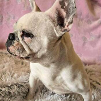 French Bulldog Dogs Available for Adoption in Memphis, Tennessee - Opal | PetCurious