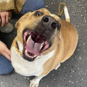 Rescue Mixed Breed Dogs for Adoption in Columbiana, Alabama - Jaylen | PetCurious