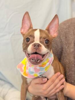 Mixed Breed Dogs Available for Adoption - Porky | PetCurious