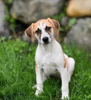 Cannoli -  Mixed Breed Dog for Adoption in Lindenhurst, New York - Cannoli | PetCurious