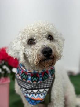 Andy-One of our Amazing Rescue Dogs -  Poodle and Maltipoo Dog for Adoption in Carlsbad, California - Andy-One Of Our Amazing Rescue Dogs | PetCurious