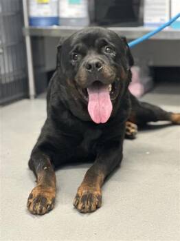 Druski -  Rottweiler and Mixed Breed Dog for Adoption in West Chester, Pennsylvania - Druski | PetCurious