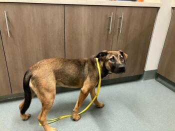 German Shepherd Dog and Mixed Breed Dogs Available for Adoption in Baytown, Texas - ROME | PetCurious