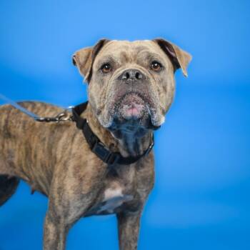 Diamond -  American Bulldog and Mixed Breed Dog for Adoption in West Palm Beach, Florida - Diamond | PetCurious
