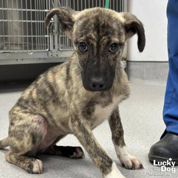 Fiona -  Terrier and Shepherd Dog for Adoption in Washington, District Of Columbia - Fiona | PetCurious