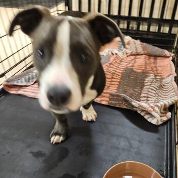 Kane -  Mixed Breed Dog for Adoption in Lake Panasoffkee, Florida - Kane | PetCurious