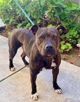 Pit Bull Terrier Dogs Available for Adoption - PEARL | PetCurious