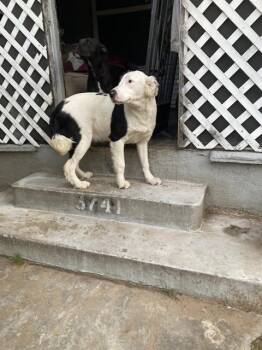 Mixed Breed Dogs Available for Adoption - PATCHES | PetCurious