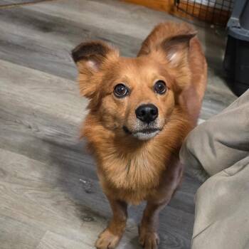 Pomeranian and Dachshund Dogs Available for Adoption in Brainerd, Minnesota - Clifford | PetCurious