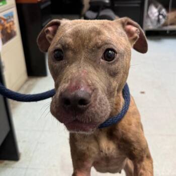 Cherry Pie -  Pit Bull Terrier Dog for Adoption in Philadelphia, Pennsylvania - Cherry Pie | PetCurious