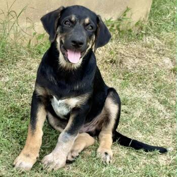 Wyatt -  Shepherd Dog for Adoption in Seguin, Texas - Wyatt | PetCurious