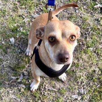 Chihuahua Dogs Available for Adoption - Sassy  | PetCurious