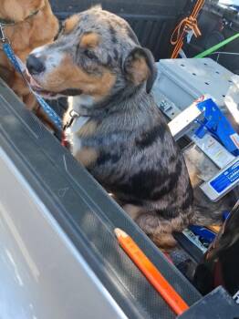 Darwin -  Australian Cattle Dog Blue Heeler and Australian Shepherd Dog for Adoption in Olean, New York - Darwin | PetCurious