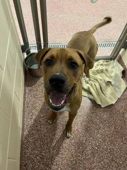 Great Dane and Boxer Dogs Available for Adoption - Cookie | PetCurious