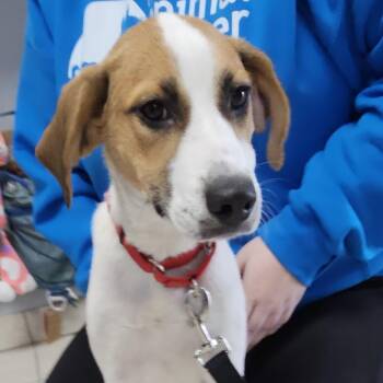 Rescue Foxhound Dogs for Adoption in Camden, Delaware - River | PetCurious