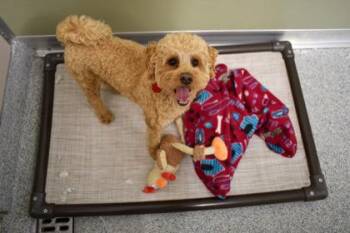 Rescue Miniature Poodle Dogs for Adoption in Annapolis, Maryland - Phoenix | PetCurious