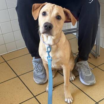Penny -  Yellow Labrador Retriever and Mixed Breed Dog for Adoption in Nashville, Tennessee - Penny | PetCurious