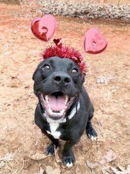 Mixed Breed Dogs Available for Adoption in Chamblee, Georgia - Antony | PetCurious