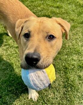 Gotti - Appointment Only -  Mixed Breed Dog for Adoption in Missoula, Montana - Gotti - Appointment Only | PetCurious