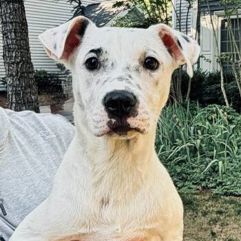 Hodges -  Terrier Dog Available for Adoption in Roswell, Georgia - Hodges | PetCurious