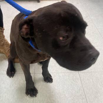 Mixed Breed Dogs Available for Adoption - Frisby | PetCurious