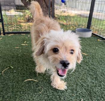 Taz -  Terrier and Poodle Dog for Adoption in Canutillo, Texas - Taz | PetCurious