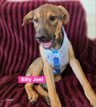 Labrador Retriever and German Shepherd Dog Dogs Available for Adoption in Saugus, Massachusetts - Billy Joel | PetCurious
