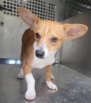 BILONG -  Chihuahua Dog for Adoption in Rowlett, Texas - BILONG | PetCurious