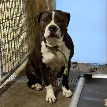 Mixed Breed Dogs Available for Adoption in Huntington, West Virginia - Callie | PetCurious