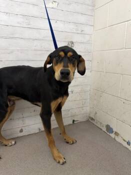 PERSEUS -  Rottweiler and Mixed Breed Dog for Adoption in San Bernardino, California - PERSEUS | PetCurious