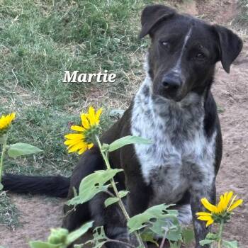Martie -  Australian Cattle Dog Blue Heeler and Labrador Retriever Dog for Adoption in Mingus, Texas - Martie | PetCurious