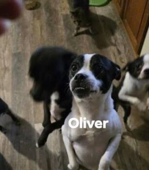 Oliver -  Boston Terrier and Chihuahua Dog for Adoption in Irwin, Pennsylvania - Oliver | PetCurious