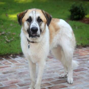Sammy -  Mixed Breed Dog for Adoption in Buffalo, Minnesota - Sammy | PetCurious