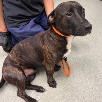 Tigger -  Mixed Breed Dog for Adoption in Abilene, Texas - Tigger | PetCurious
